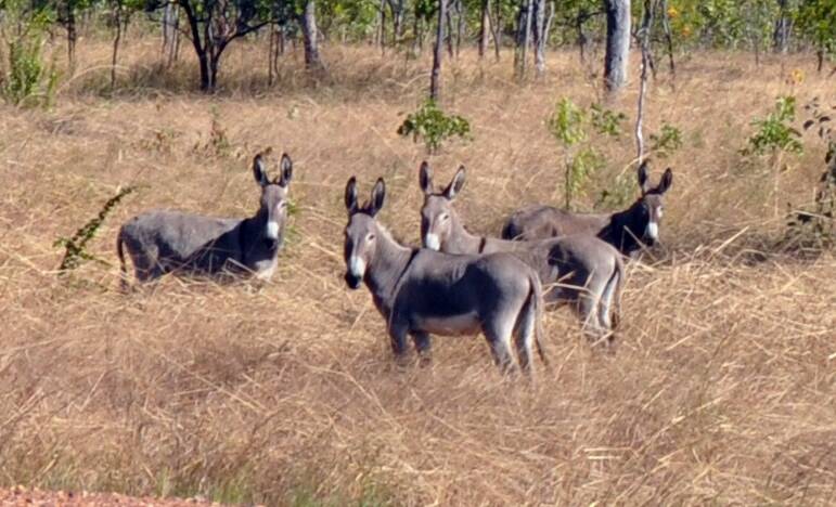 Wild donkeys on the side of the Stuart Highway in the NT.