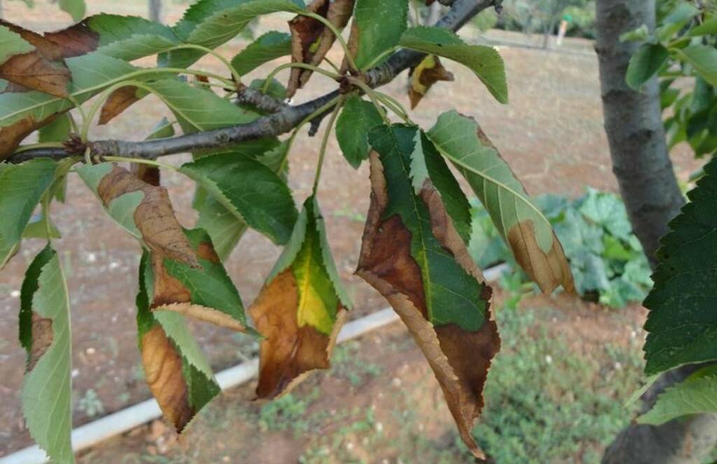 There is no cure for Xylella.