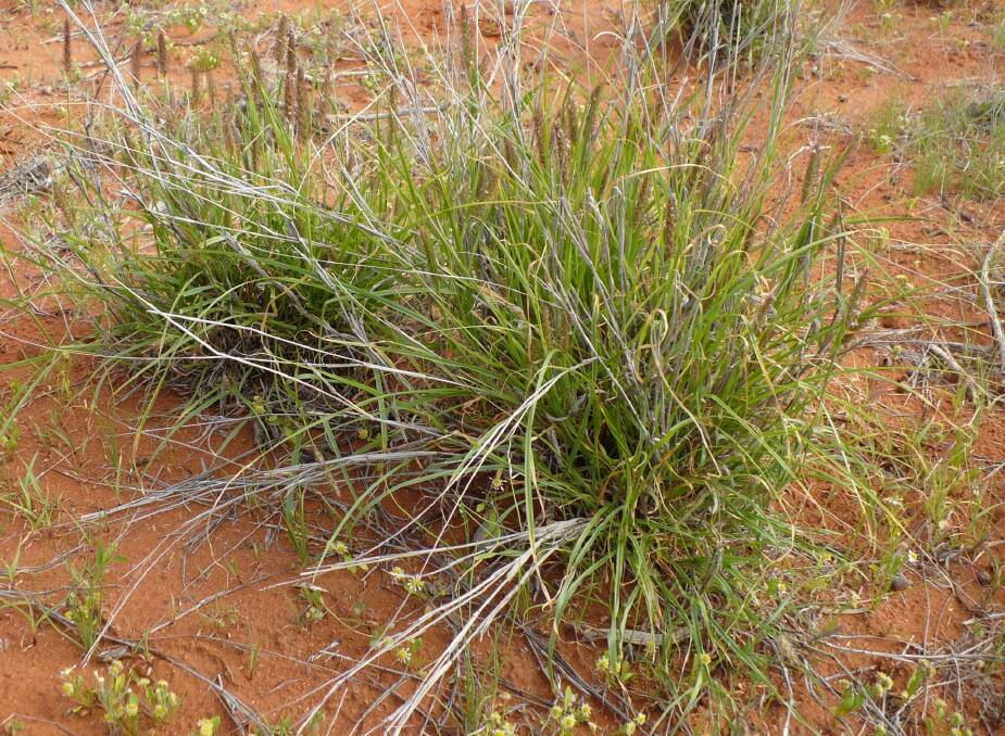 Buffel grass can survive in sandy soil with surprisingly little rain. Picture: WA government.