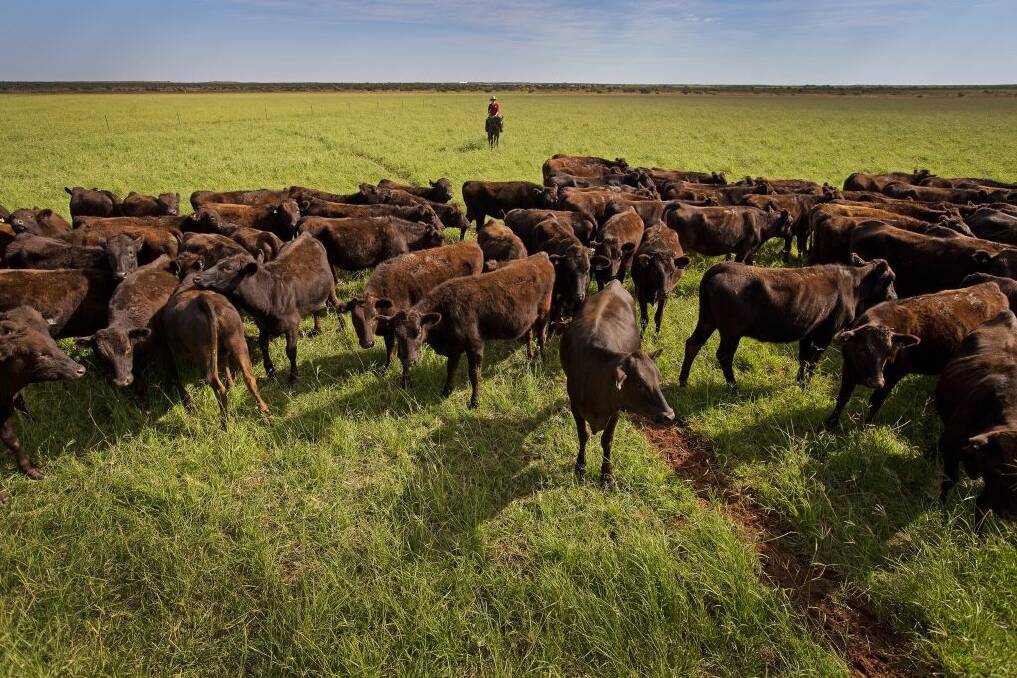 BEEF GIANT: Pardoo Beef Corporation has secured 20 year leases over two Kimberley stations. Picture: Pardoo Beef.