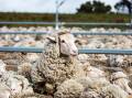 WAIT AND SEE: A good run of seasons has seen the sheepmeat industry bunce back now all eyes will be on results from the first big lamb sales of the spring.