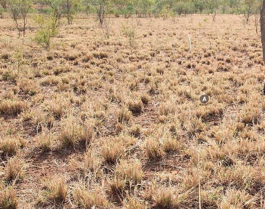 Buffel grass has also been an important erosion control across the north. File picture.