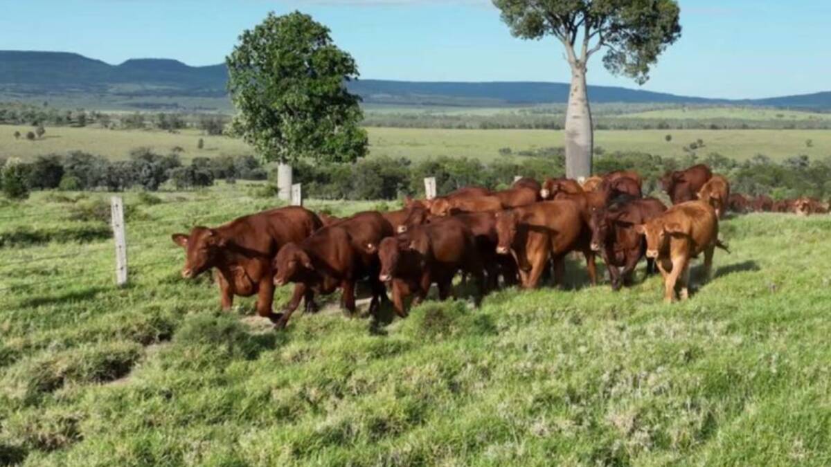 Ranchlands, an elevated 2587ha (6392 acre) buffel grass cattle property at Injune, sold at auction for $18 million. Bought by an adjoining neighbour, the sale price is equal to about $6958/ha ($2816/acre). Picture supplied