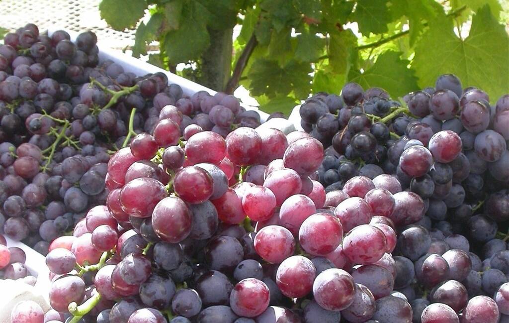The investors plan to grow table grapes and other horticultural crops in the NT outback.