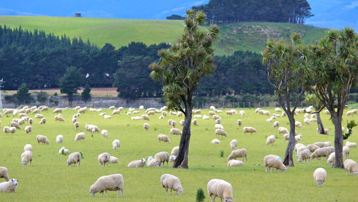 New Zealand's famous sheep flocks crash in number