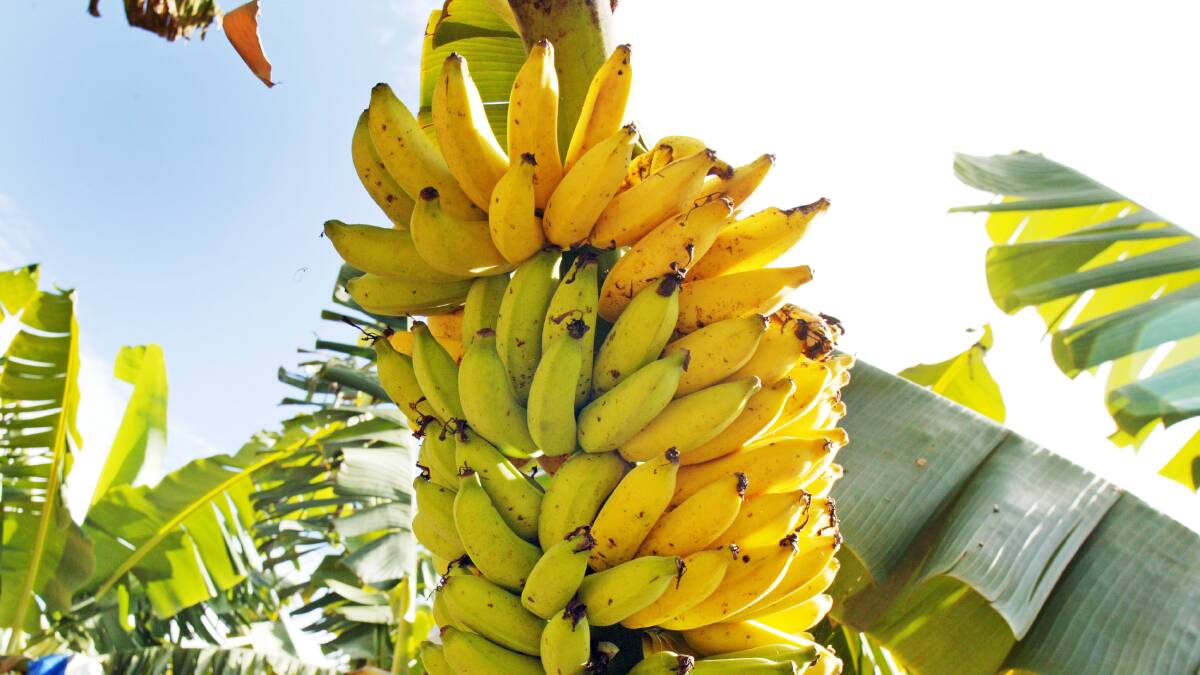 NATIONAL RESPONSE: Quarantining the NT's bananas from the rest of the country is the first step, followed by finding out whether the disease has spread.