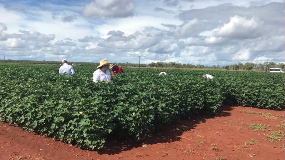 Many people remain interested in cotton growing trials being conducted at Katherine. Picture: Twitter, Alister Trier.