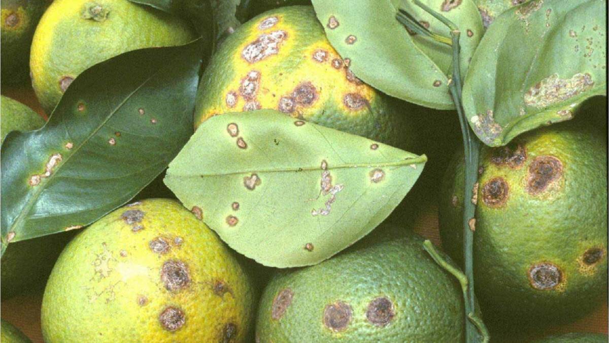 BIOSECURITY VICTORY: Citrus canker was first found at a Darwin nursery in 2018 and its has taken an expensive and concerted campaign to get rid of it. 