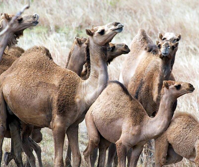 CAMEL PLAGUE: There are more than a million feral camels already roaming across vast areas of outback Australia, and their numbers are growing fast.
