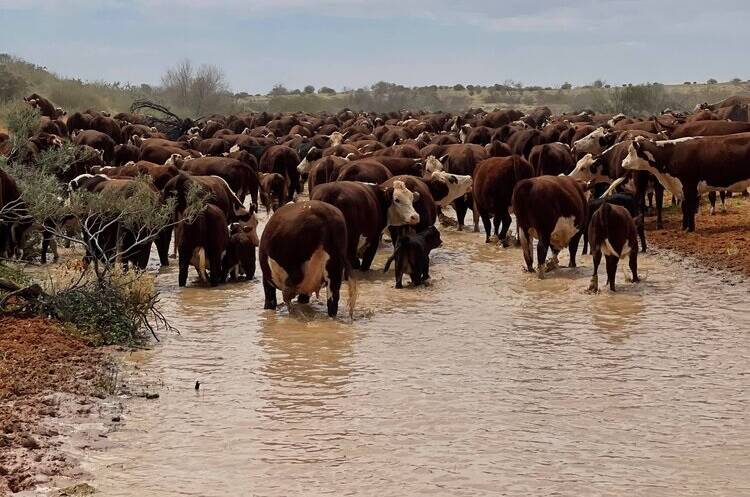 Bigger than many countries, Anna Creek safely holds the title as the biggest cattle station in the world. 