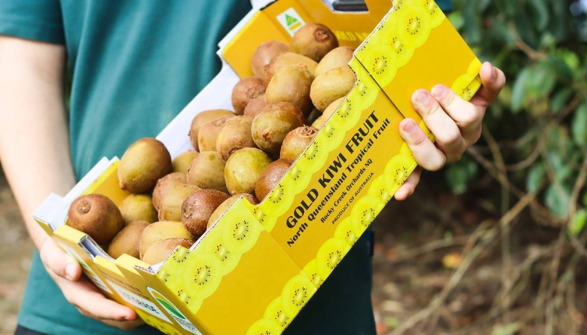 Farmers in north Queensland are also growing the popular gold kiwifruit.