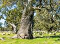 Mighty red gums are scattered across this Buangor farm. Pictures and video from Charles Stewart.