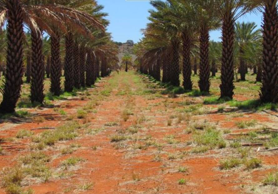 The listed price for Aridgold Farm just south of Alice Springs is $990,000. Pictures: Nutrien Harcourts.