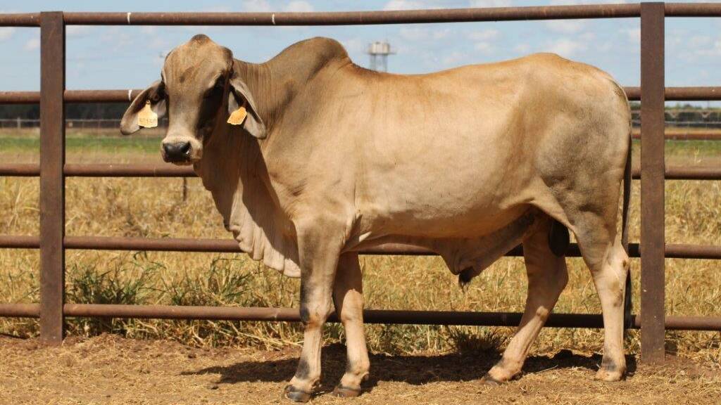 The high priced Brahman bull from the Katherine online sale made $7000.