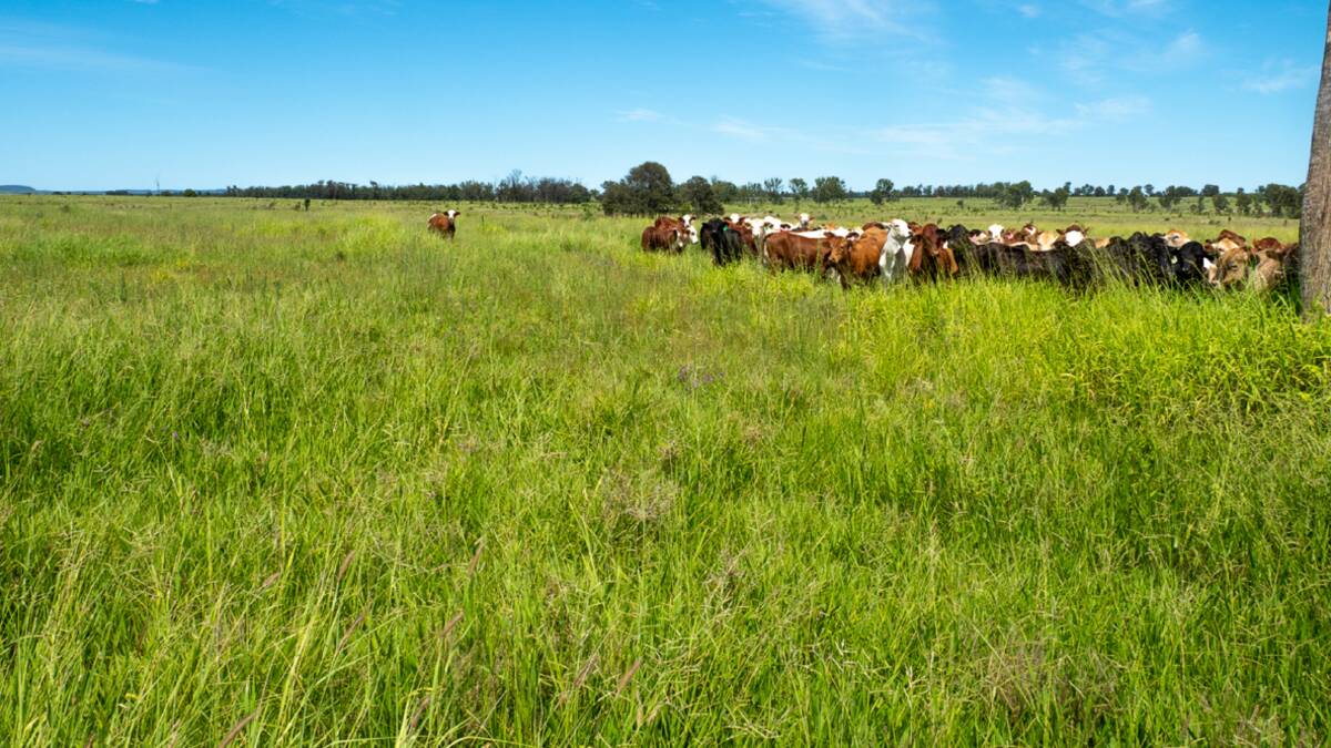 Central Queensland property El Rocco sold for a district record $14.5 million - $7207/ha. The productive 2012ha (4972 acre) property is located near Moura. Picture supplied