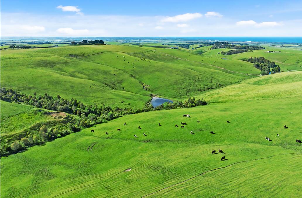 Cattle grazing in the most expensive farming postcode in Australia.