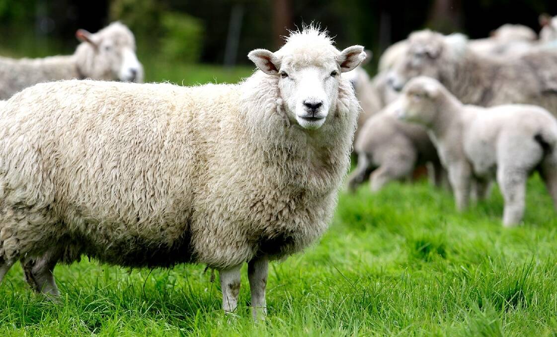 There are fewer sheep in New Zealand than at any time since records first began in the 1850s.