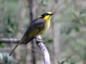 FARM BUY: Cattle have been removed to protect habitat for the critically endangered Helmeted Honeyeater. Picture: Trust for Nature.