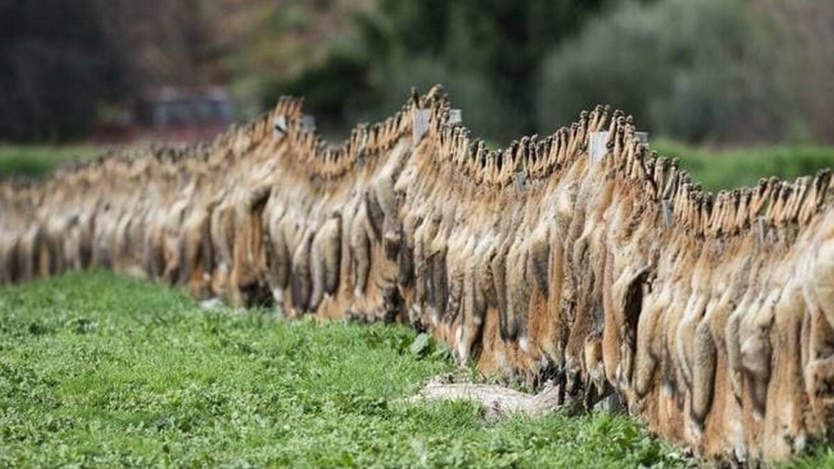 FOX FENCE: The famous fox fence at Yapeen in central Victoria during a bounty blitz in 2016.