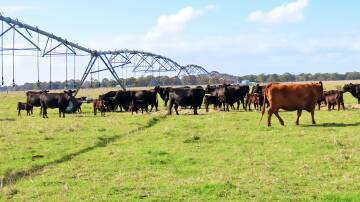 The Grass is back on the market in the Penola district with a near-new centre pivot and reliable rainfall. Pictures from TDC Livestock and Property.