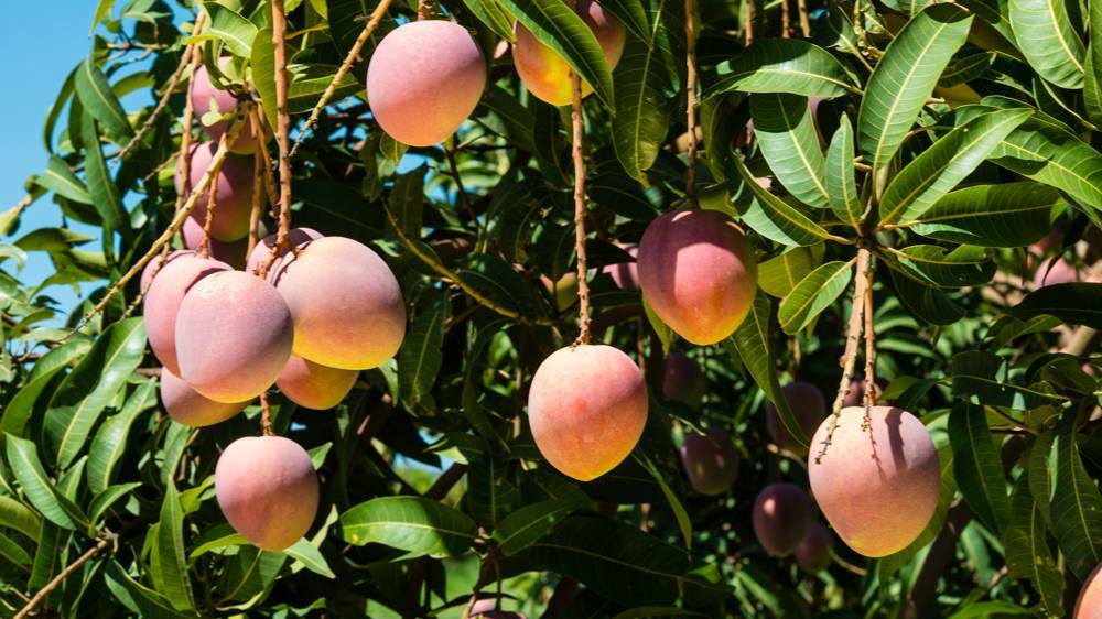 CROP: The NT grows half the mangoes in Australia, and most of those in the Katherine region.