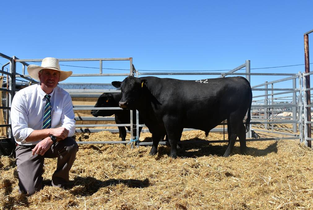 Top Priced Angus Bull Bauhinia Park Discovery ABWN383(AI) who sold for $12,000 to the Appleton Family, Alpha pictured with selling agent Matt Beard,Landmark Emerald.