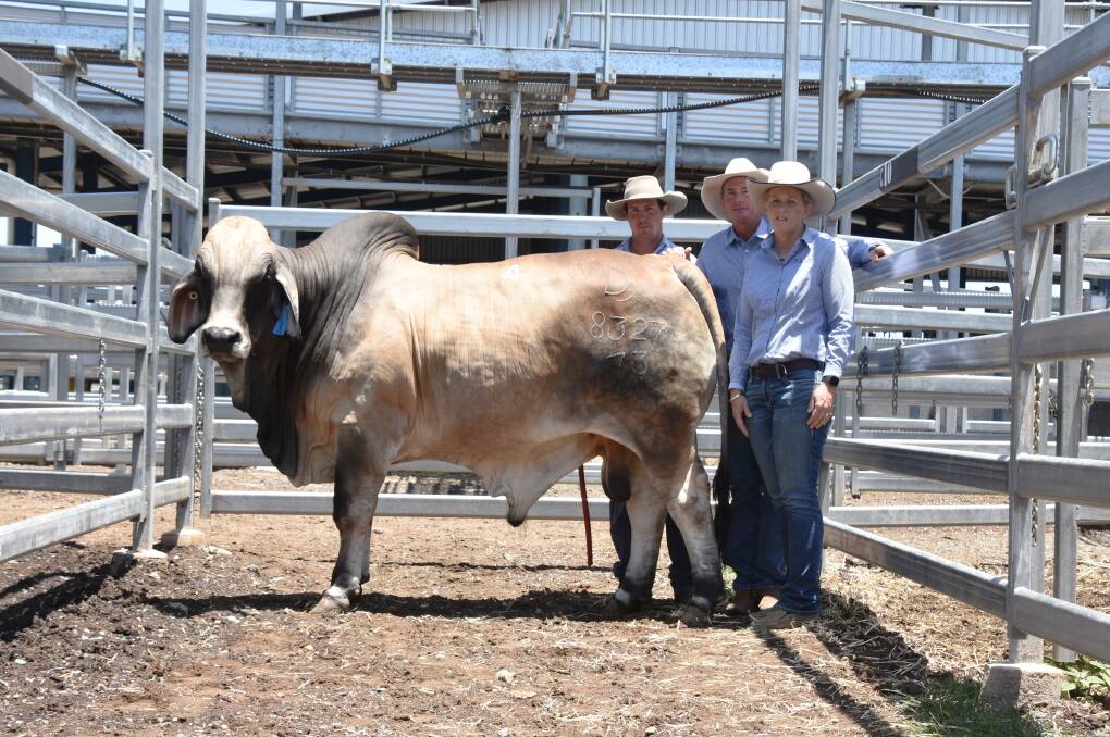 Second top priced bull of the Lancefield Brahman Invitation Sale Palmal Dynamo 8327 who sold for $44,000. Pictured with vendor Will McCamley, Palmal Stud, Dingo, and buyers Alastair and Pam Davison, Viva Brahmans, Middlemount.