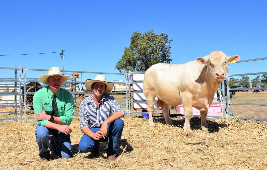 Selling agent Matthew Beard, Nutrien Emerald, and vendor Ryan Holzwart, Bauhinia Park Charolais, Emerald, pictured with the top price Charolais bull and second-top priced bull for the sale, Bauhinia Park Quade (P). He sold for $20,000 to Tony and Emma Brodie, Knapdale, Winton. 