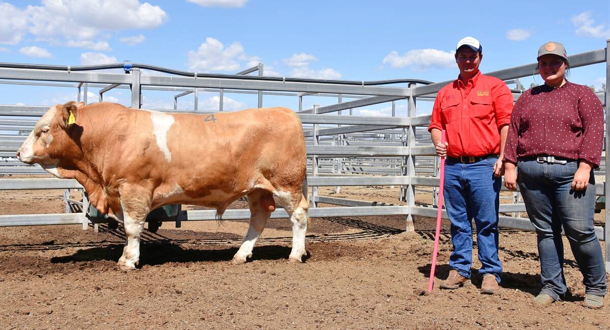 Top priced bull Clay Gully National (P) sold for $23,000 in Gracemere. Pictured with Gareth Laycock, Biarra Valley Simmentals and Sophie Laycock, Clay Gully Simmentals.