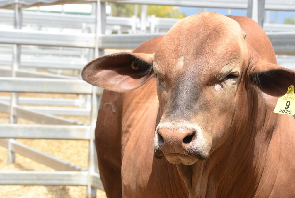 The 22-month-old Glenavon Weston (P) fetched a $65,000 price tag at the CAP Droughtmaster sale in Gracemere on Thursday.