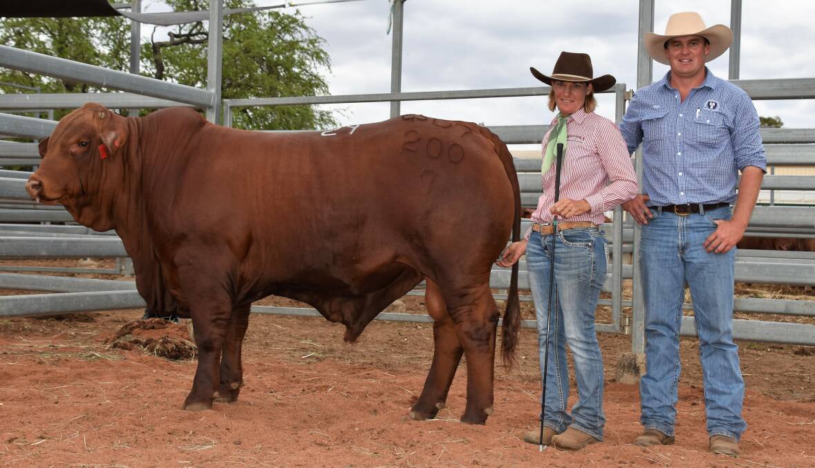 Top priced bull Hamadra Harely (P) sold for $18,000 in Capella on Friday. Pictured with vendor Kerri McKenzie, Hamadra Droughtmasters, Bluff, is buyer Adam Geddes, Oasis Droughtmasters, Rockhampton. 