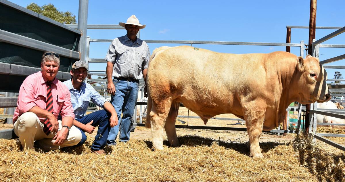 Top price Charolais bull 4 Ways Mario (P) affectionately called Ned sold for $18,000 at the Bettafield bull sale. Pictured with Brian Wedemeyer, Elders Rockhampton, is bull buyer Ryan Holzwart, Bauhinia Park Charolais, Emerald and vendor David Whitechurch, 4 Ways Charolais, Inverell.