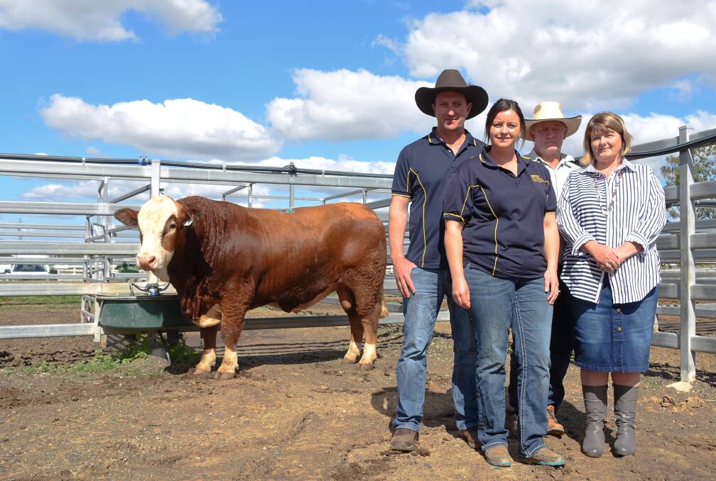 BIDDING FRENZY: Sale Topper 27-month-old Yerwal Est Rockhampton, who sold for $34,000, with vendors Regan Burow and Concetta Maglieri, Yerwal Estate Simmental and Angus Stud, Naracoorte SA, with buyers Darryl and Alexandra Humpreys, Jericho, Central Queensland. 