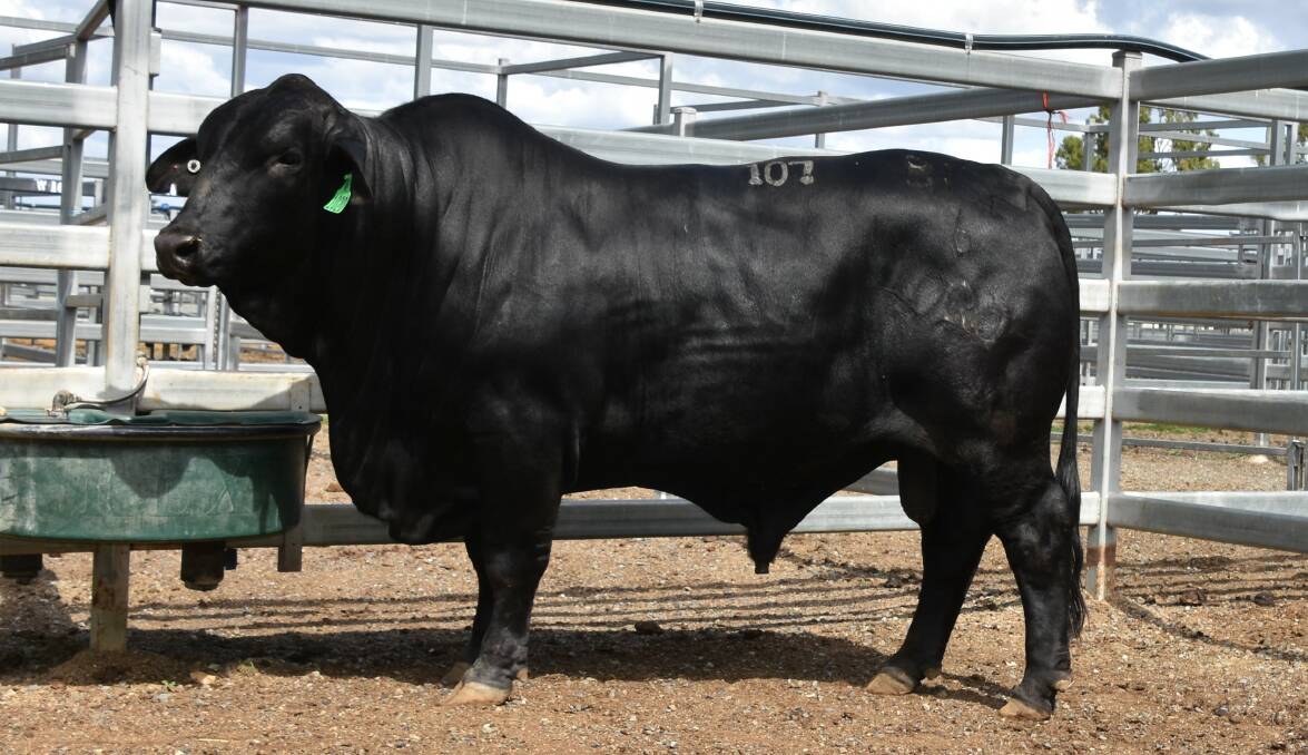 Bonox 1020 (P) offered by Bruce and Leanne Woodard, Bonox Brangus, Taroom reached and equal top of $17,000 at Gracemere. Photo: Sheree Kershaw