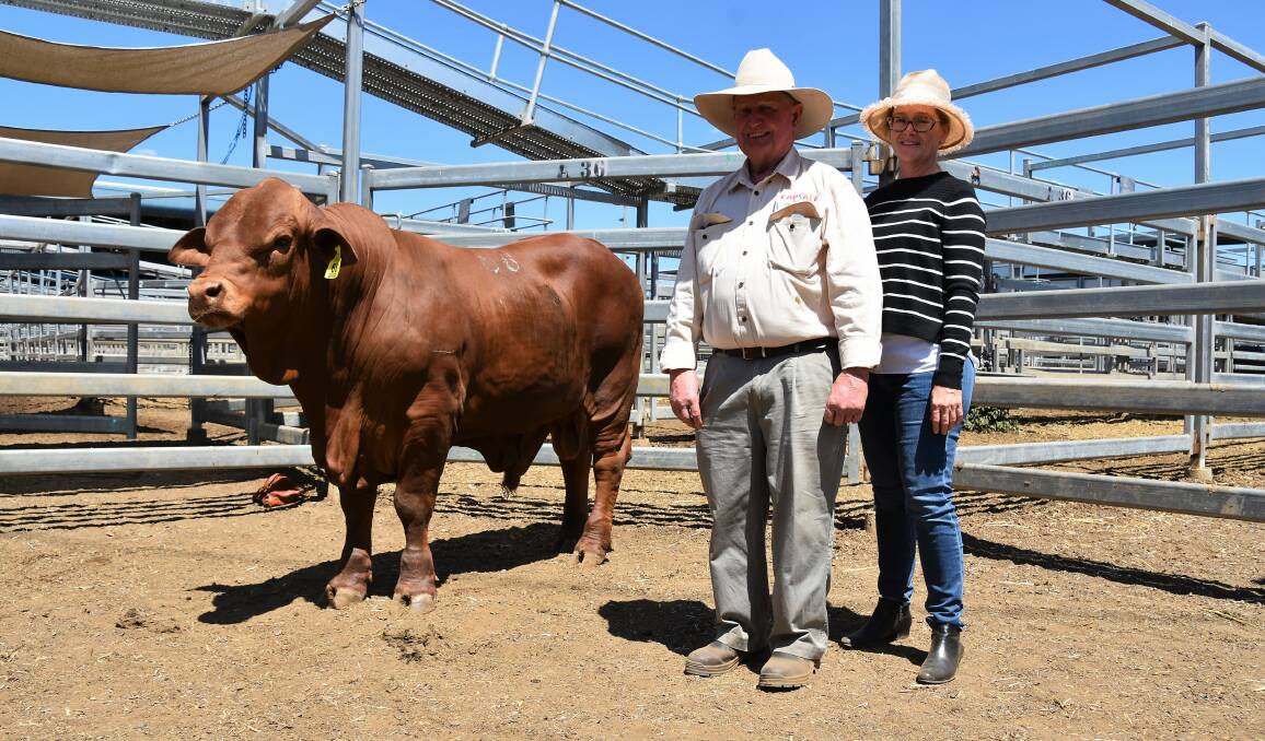 Top price bull at the 35th CAP Droughtmaster sale, herd bull Glenavon 4081 (PP) who sold for $30,000. Pictured with vendor John Atkinson, Glenavon Droughtmasters, Yaamba, is buyer Kerry McKenzie, Yaralla Droughtmasters, Bluff. 