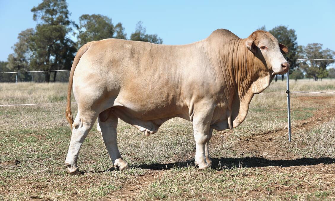 $40,000 Trifecta Rapana (Sc) who sold to Michael Connolly and Lindy Bennett, Emjay Charbrays, Goomeri at the 45th National Charbray Sale at Gracemere on Monday. Image:Kent Ward