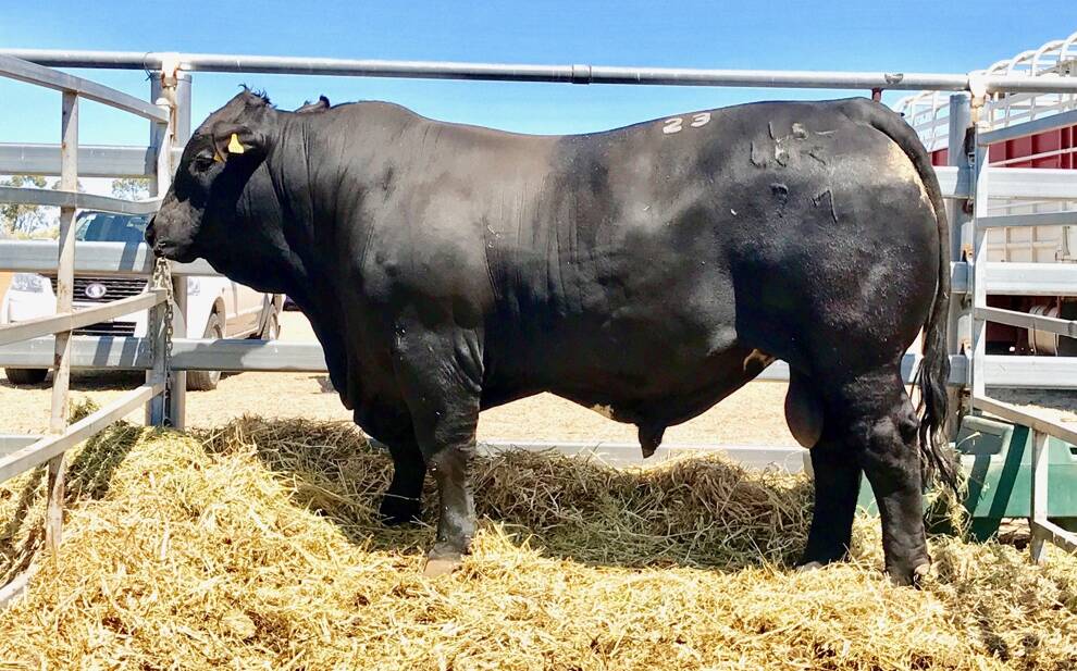 Stewart Park 137/7 bull sold to Mosely Farming for $15,500.