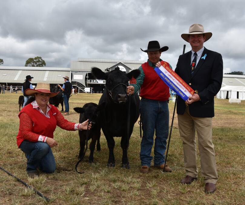 Handlers Julie and Travis Iseppi with three-year-old cow, Colombo Park Kismet, and her two-month-old calf at foot and Toowoomba Royal Show president Shane Charles.