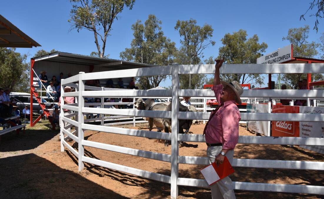 The Nobbs families Moura bull sale in full swing on Friday.