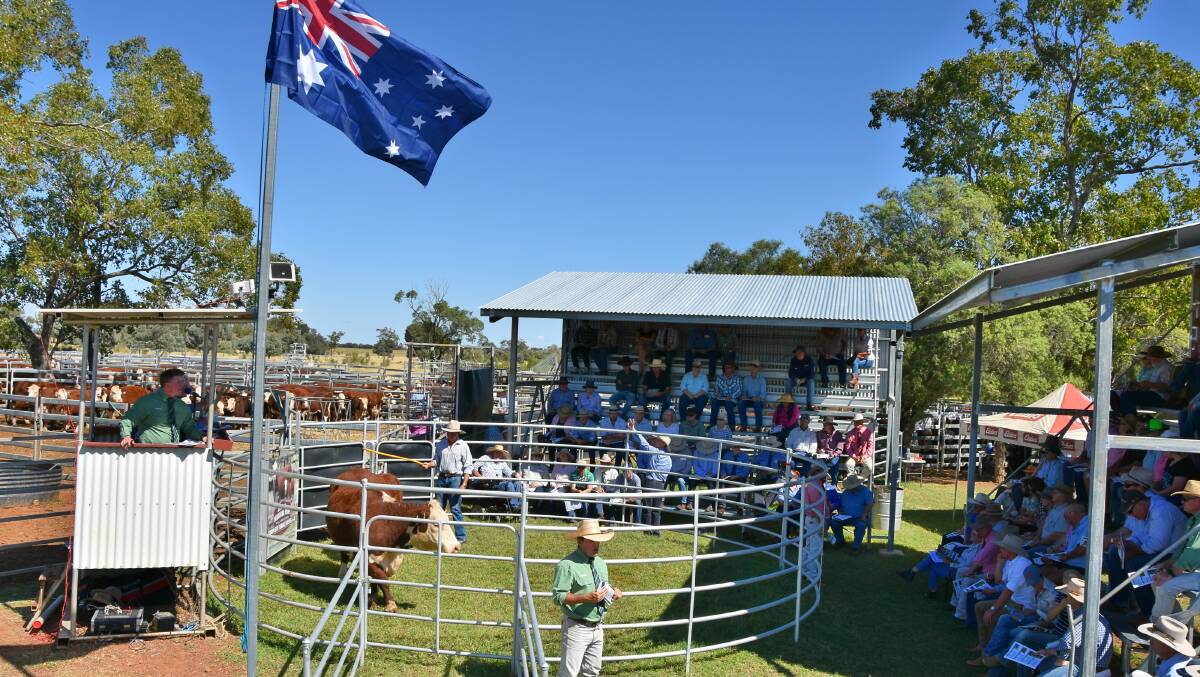 Wararba Park Poll Herefords complete female dispersal sale in action on Monday.