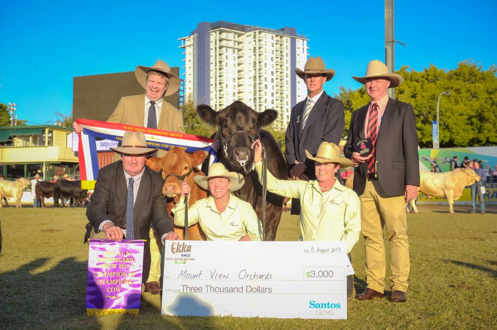 Flemington Cupcake was sashed the champion of champions female and is pictured with Rod Duke and Jon Warby, both from Santos, Rachel Relf holds the calf and Donna Robson holds Flemington Cupcake, judge Brett Nobbs, and Andrew Meara, Elders