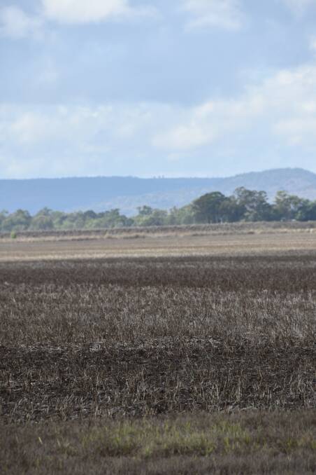 Some of the Wilkie family's dryland cropping country near Biloela.
