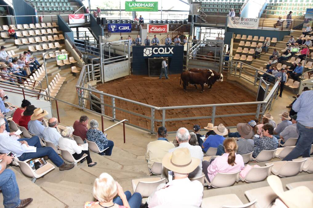 The National Braford bull sale in action at Gracemere on Monday.