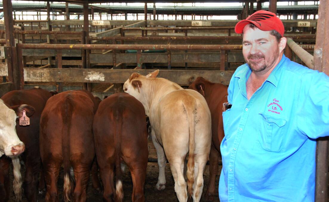 Cattle breeder Owen Hams, Cooly, St George was happy to see wet weather across the Darling Downs just one day before selling his weaner steers and heifers at Dalby cattle sale on Wednesday.