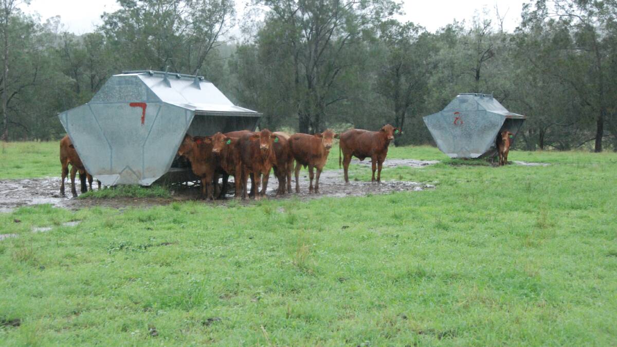 Some of the Pukallus family's cattle on their property called Currawan Park, Widgee.