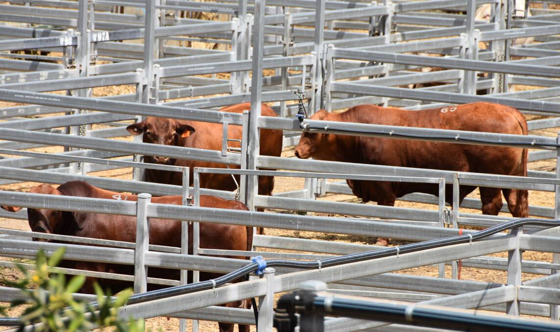 Red Brangus bulls during the 2018 Classic Red Brangus bull sale at Gracemere on Tuesday.