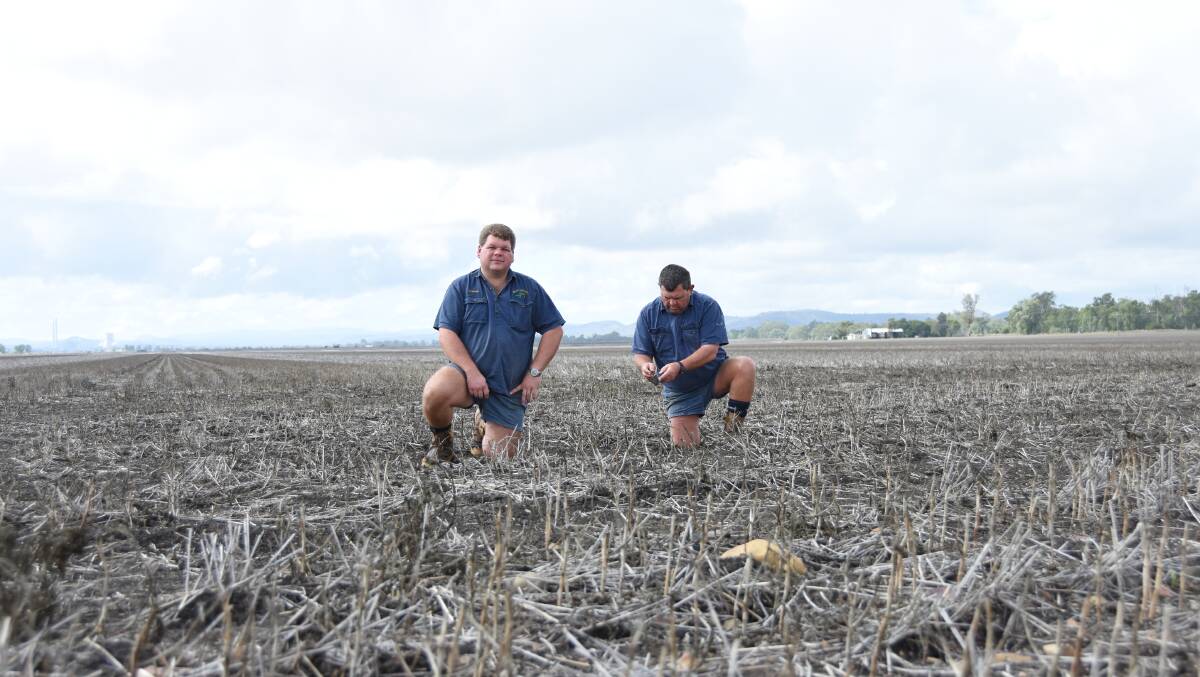 Ray and Phillip Wilkie, Emohruo, Biloela have decided not to plant any winter crops this year. 