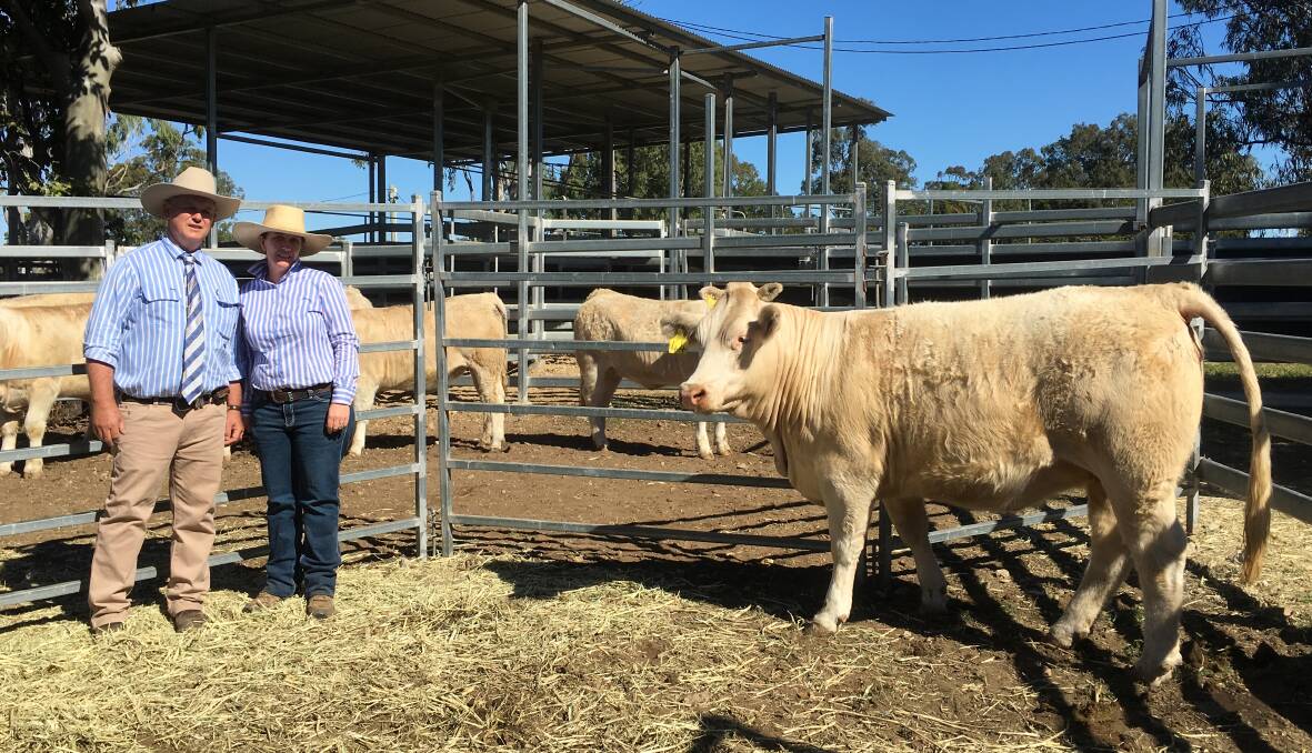 Ross and Janine Sticklen, Lilydale Charolais Stud, Lilydale with the top priced female of the sale, Lilydale Foxy Gem 3.