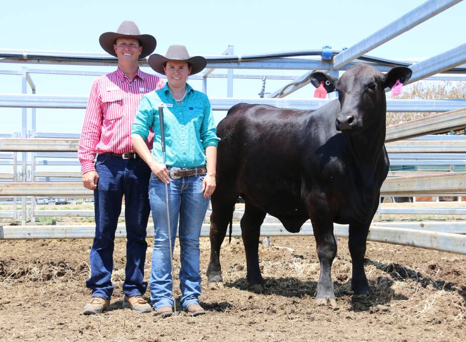 The new Australian record female price of $60,000 was Telpara Hills Miss Van Damme 15M3 (P) (AI (ET) pictured with vendors Stephen Pearce and sister Fiona Pearce at the 2017 ABCA Elders Livestock Ladies of Legacy sale at Gracemere on Monday.