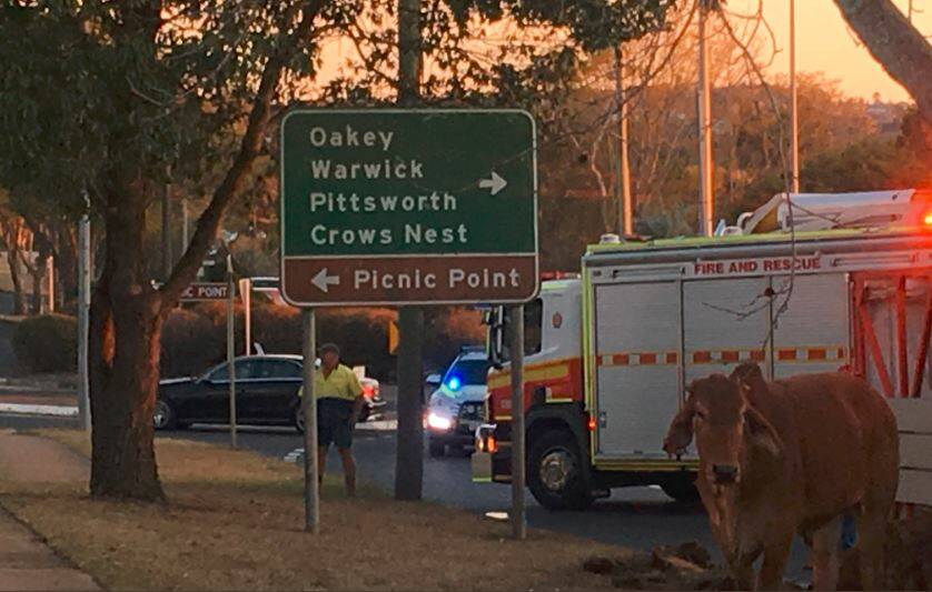 Cattle loose after a truck rollover at the top of Toowoomba's Range on the Warrego Highway. Photo: WIN News Toowoomba. 